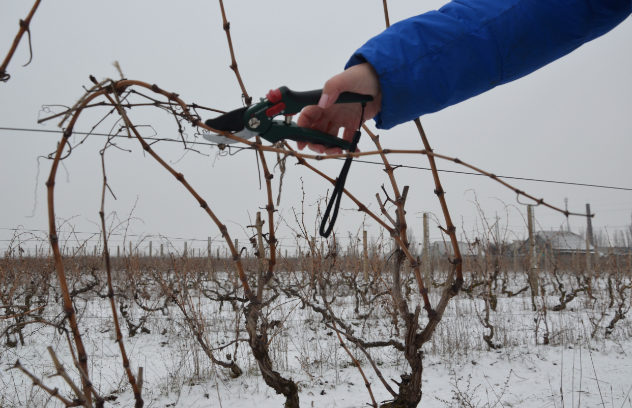 Обрізання кущів винограду – Блог про вино та міцні алкогольні напої Wine Blog