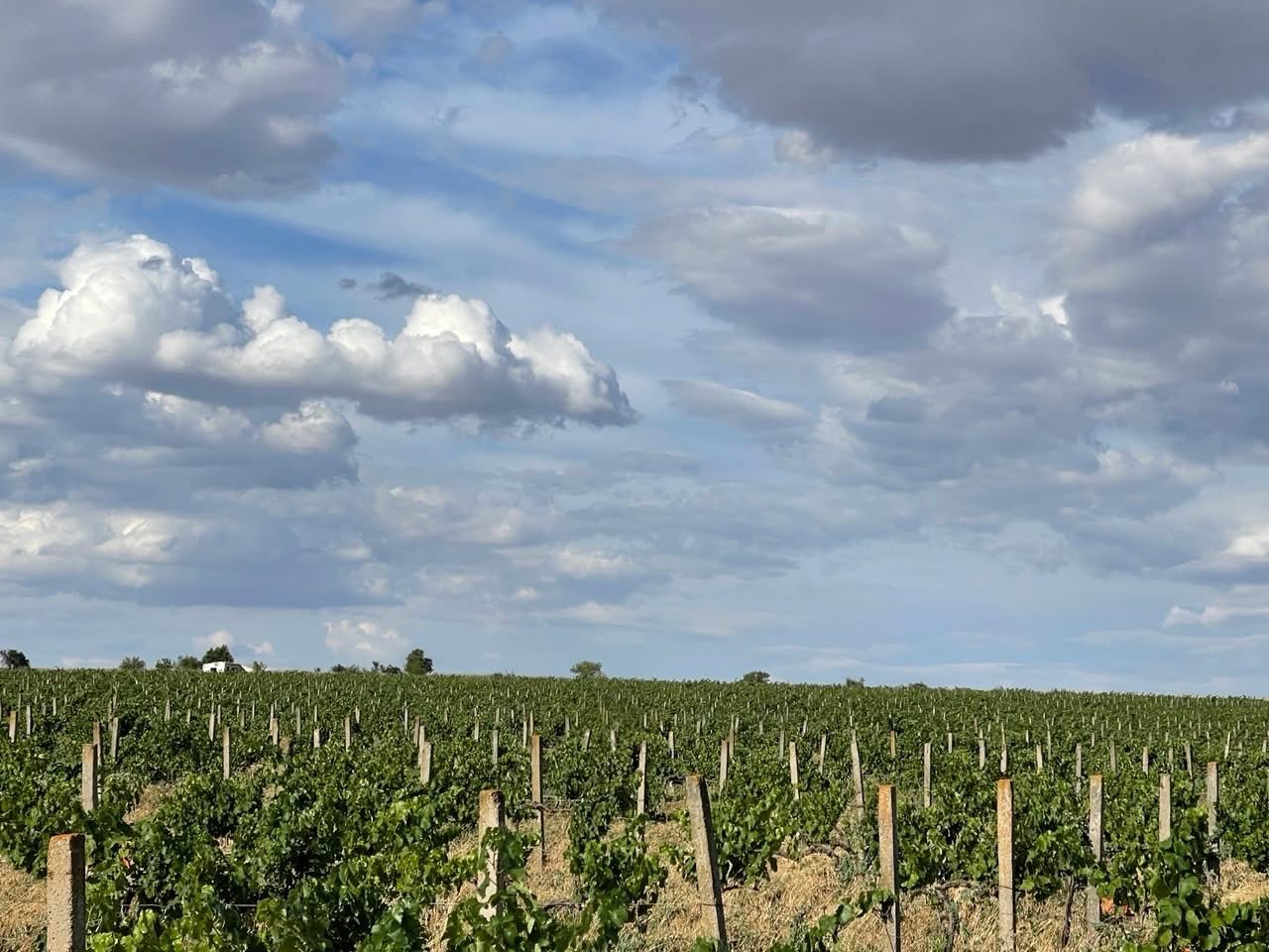 Будущее украинского вина – Блог о вине и крепких алкогольных напитках Wine Blog