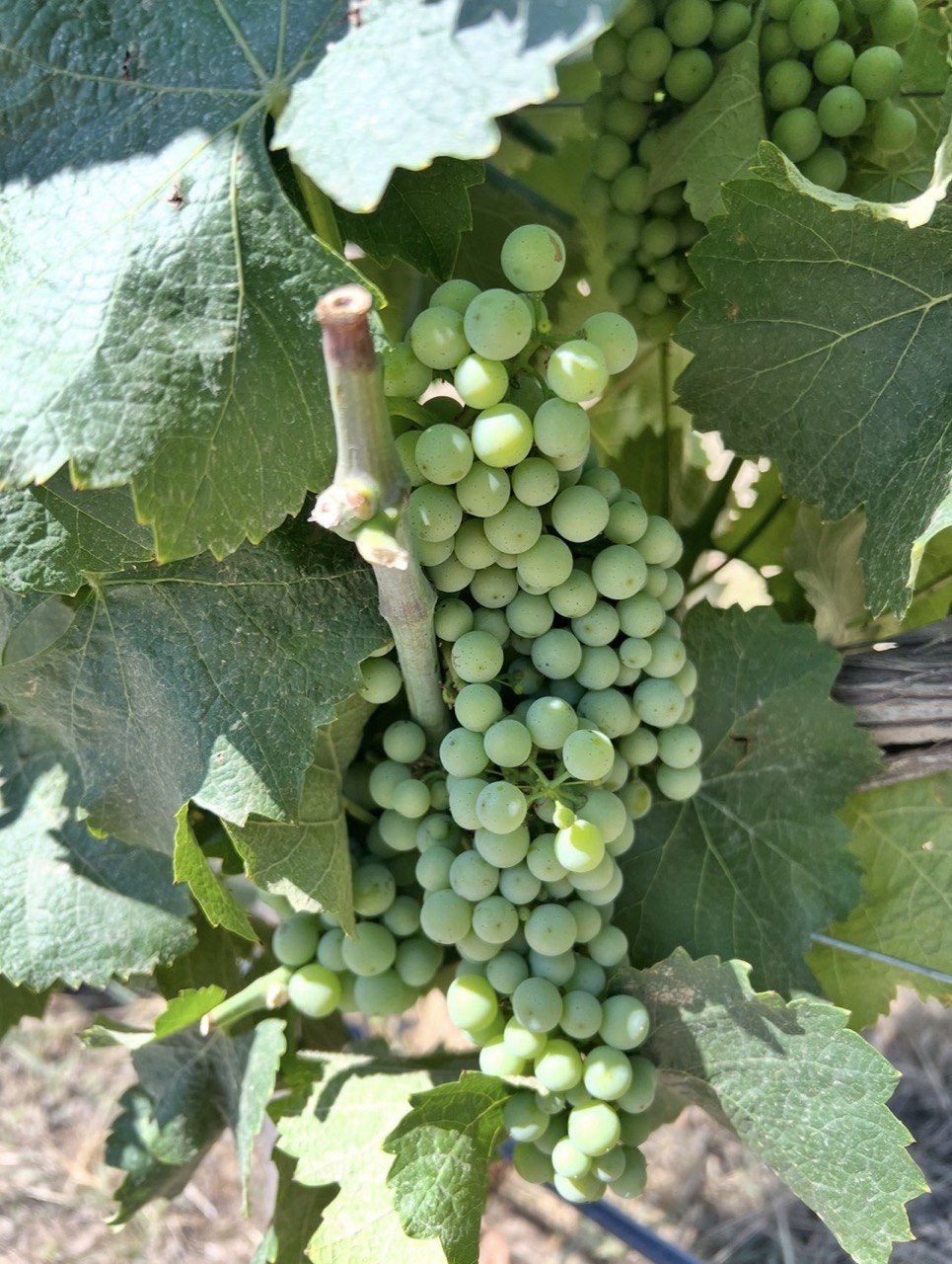 BIG WINES BIG ART SUKHOLYMANSKYI — Блог о вине и крепких алкогольных напитках Wine Blog